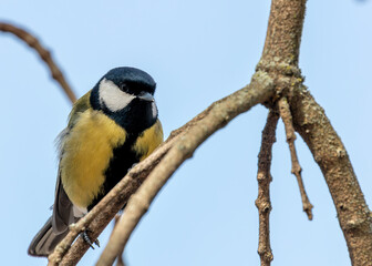 Great Tit (Parus major) - Widespread across Europe & Asia