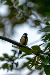 Great Tit (Parus major) - Widespread across Europe & Asia