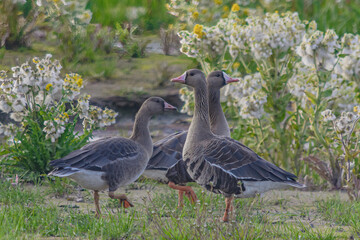 Wild geese searching for food among bushes. Blurred image of tundra vegetation in the background