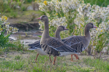 Naklejka na ściany i meble Wild geese searching for food among bushes. Blurred image of tundra vegetation in the background