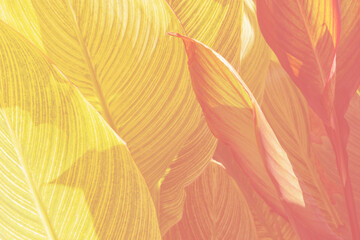 Sunlit tropical leaves with yellow and orange tones, creating a bright natural pattern.