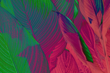 Close-up of tropical leaves with vibrant green purple and pink hues, highlighting natural patterns.