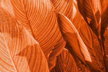 Detailed close-up of crimson tinted foliage with intricate leaf patterns for design elements.