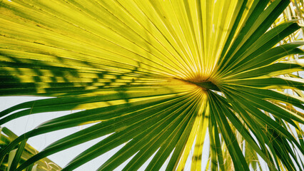 Obraz premium Bright yellow palm leaf radiating lines against a soft background.