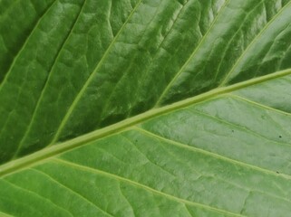 Texture Of A Guava Leaf