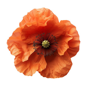 Orange blooming poppy flower head isolated on transparent background.