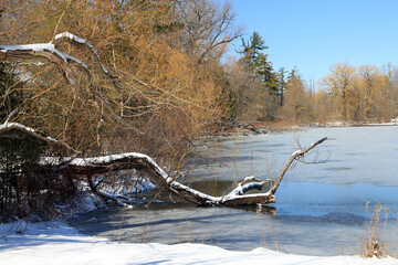 Early spring landscape with pond  in forest