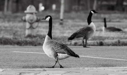 Three Geese in the Park