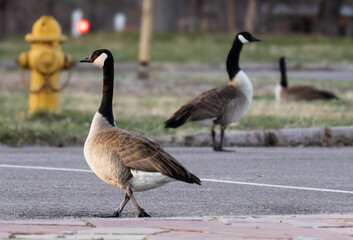 country goose branta canadensis