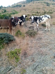 cows on the farm