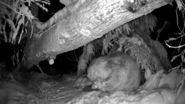 Infrared image of a beaver at night under snowy trees