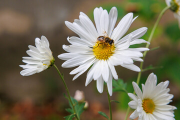 A white flower with a yellow center is being visited by a bee - Powered by Adobe