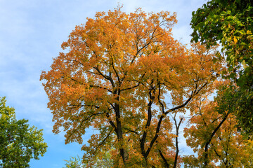 A tree with leaves that are orange and yellow