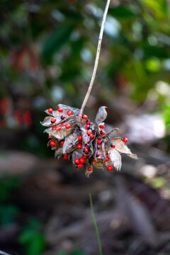 Abrus precatorius, known as jequirity bean or rosary pea,  
hanging from the plant in the wild.