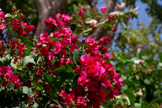 Bougainvillea plant with red flower.
