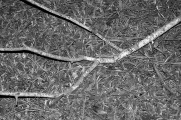 fallen tree branch in the grass in black and white. nature details in black and white. nature in...
