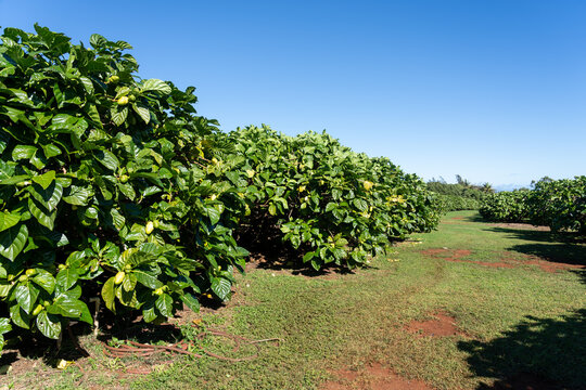 Noni trees in an Organic Noni farm in Kauai, Hawaii, USA. Noni, or Morinda citrifolia, is a tree in the family Rubiaceae, or its fruit.