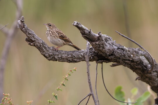 The bushveld pipit (Anthus caffer), also known as bush pipit or little pipit, is a species of bird in the pipit and wagtail family Motacillidae. 