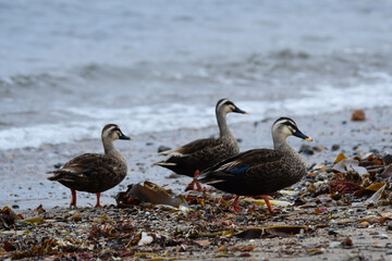 波打ち際を歩くカルガモ