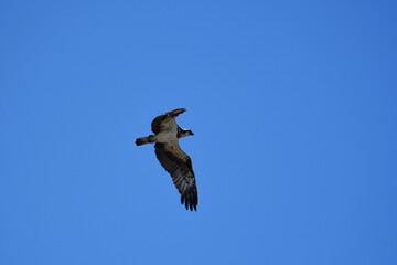 ミサゴと青空