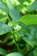 ピーマンの花と実