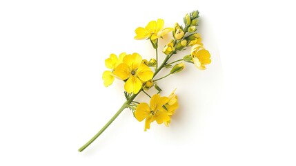 Fototapeta na wymiar Mustard Flower blossom, Canola or Oilseed Rapeseed, close up , isolated on white background. ,Generative ai,