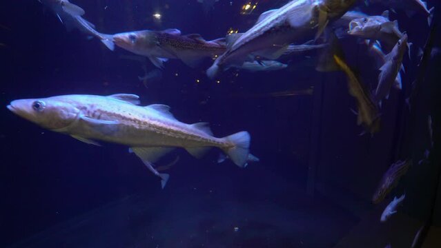 Pollock in Aquarium in Seward