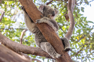 Obraz premium Australian Koala resting in tree