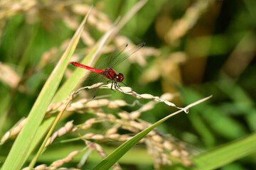 収穫直前の稲穂に赤とんぼ