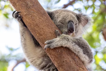 Foto op Plexiglas Australian Koala resting in tree © Ken Griffiths