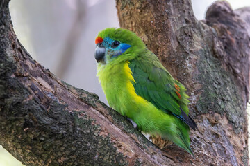 Australian Double-eyed Fig Parrot