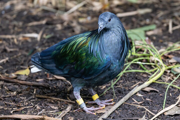 Captive Nicobar Pigeon in avairy
