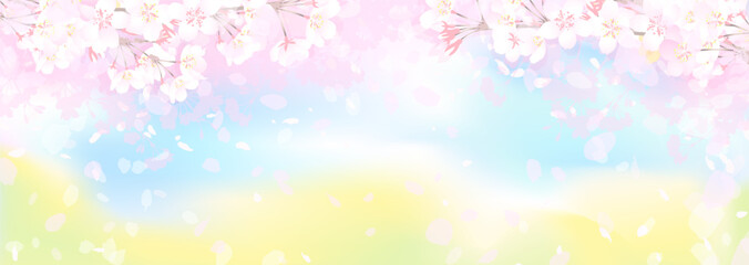 桜と菜の花畑　春の空