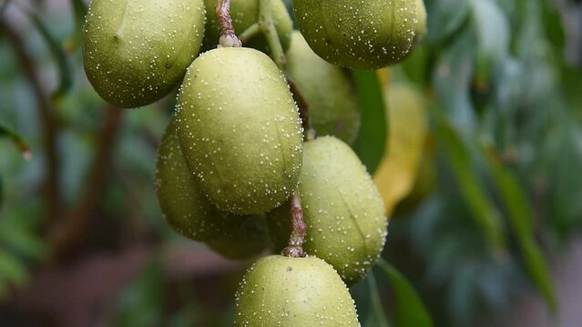 CAJA MANGA Dwarf FRUIT WITH RESINOSIS DISEASE AGRICULTURAL PEST