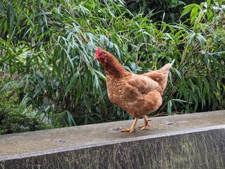 range chicken on stone wall in the garden