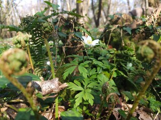 Various spring wild flowers in the English countryside
