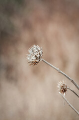 The dignified stillness of a dried flower set against a soft, nebulous backdrop evokes reflection