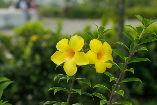 Yellow allamanda (Allamanda cathartica) vine in bloom	
