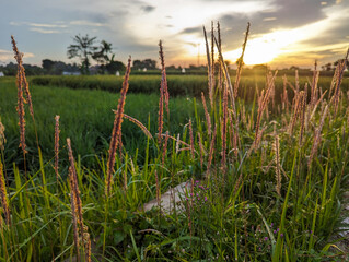The Alang Alang plant or scientific name Imperata cylindrica is flowering on the edge of a rice field against the morning sky.