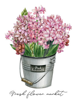 Watercolor spring flowers, pink hyacinth bouquet in a galvanized iron bucket, rustic easter flower, mother's day postcard. Florist shop, fresh flower market