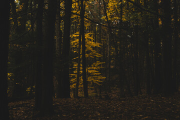 A tree with bright yellow leaves surrounded by a dark, eerie forest