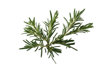 Top Rosemary white view background