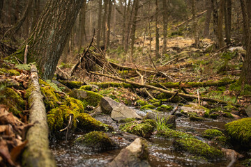 Moss-covered rocks and branches in a forest mountain stream