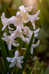 White hyacinth at sunset, warm light. Hyacinthus orientalis. Vertical. Lens Flare, Light scattering in lens. Selective focus, blurred background. Close-up