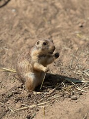 prairie dog eating grass