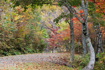福島県　観音沼森林公園。公園一帯は、野鳥の宝庫であり、四季を通じてさえずりを楽しめます。観音沼の周囲には四季折々の美しさを楽しめる花木等が植栽され、散策路が9コース整備され、春・夏・秋それぞれに違う表情を見せる観音沼を、ゆっくり散策しながら楽しむことができます。その神秘的な景観に魅了された多くのカメラマンが訪れることでも有名です。
