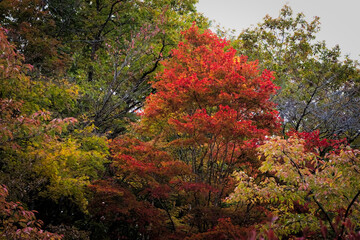 福島県　観音沼森林公園。公園一帯は、野鳥の宝庫であり、四季を通じてさえずりを楽しめます。観音沼の周囲には四季折々の美しさを楽しめる花木等が植栽され、散策路が9コース整備され、春・夏・秋それぞれに違う表情を見せる観音沼を、ゆっくり散策しながら楽しむことができます。その神秘的な景観に魅了された多くのカメラマンが訪れることでも有名です。