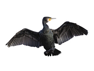 Black cormorant bird with wings spread wide isolated on a white background. Wild water bird closeup