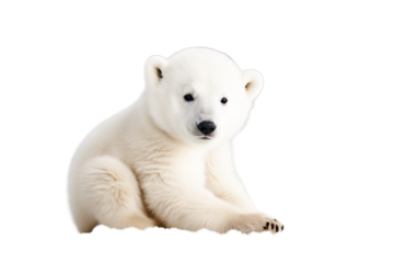 white polar sitting background ursus maritimus months cub bear old 3 animal isolated on fur wildlife alone wild baby furry portrait front view cute no people vertebrate horizontal young mammal