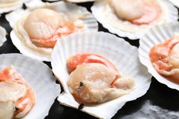 Fresh raw scallops with shells on black textured table, closeup